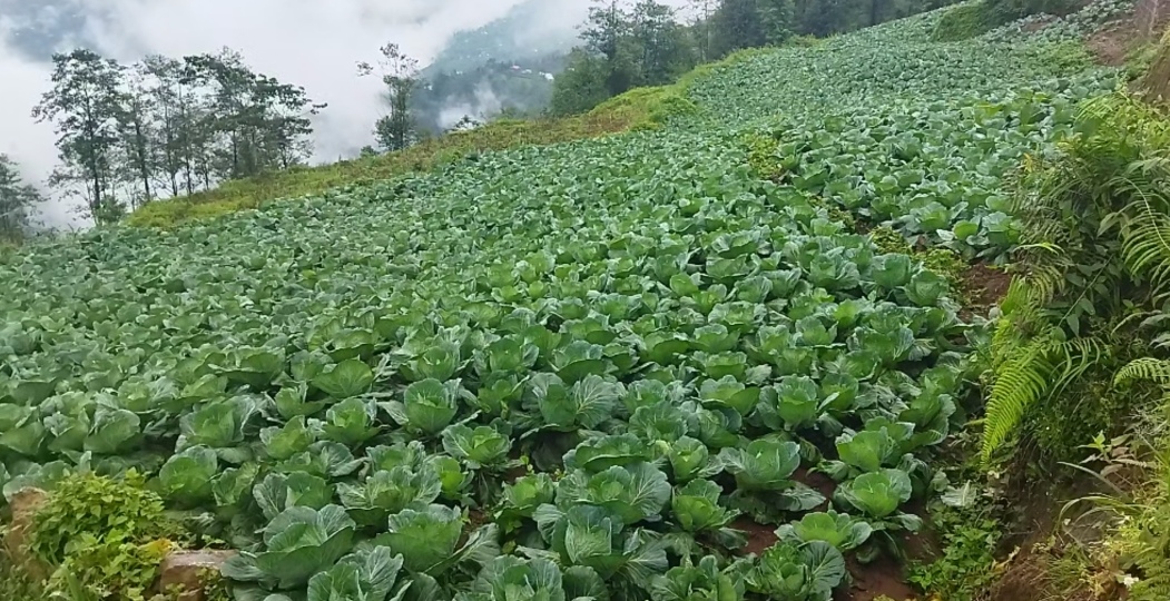 तरकारी खेतीले किसानको बदलियो जीवन
