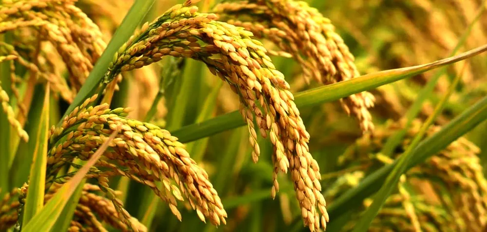 किसानलाई धान उत्पादन घट्ने चिन्ता