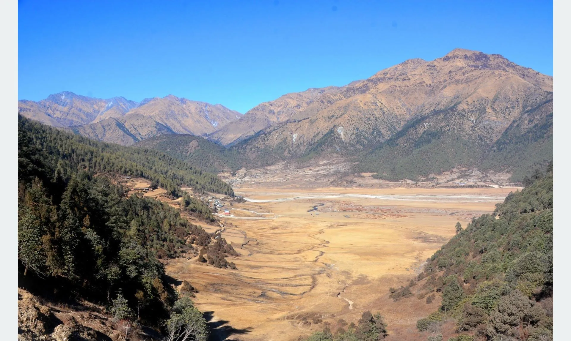 ढोरपाटन आरक्षमा बँदेलको सिकार गराइने