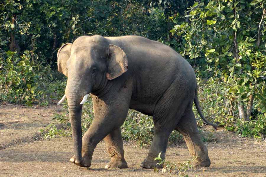 जङ्गली हात्तीको आतङ्कले चुरे काछवासी त्रसित
