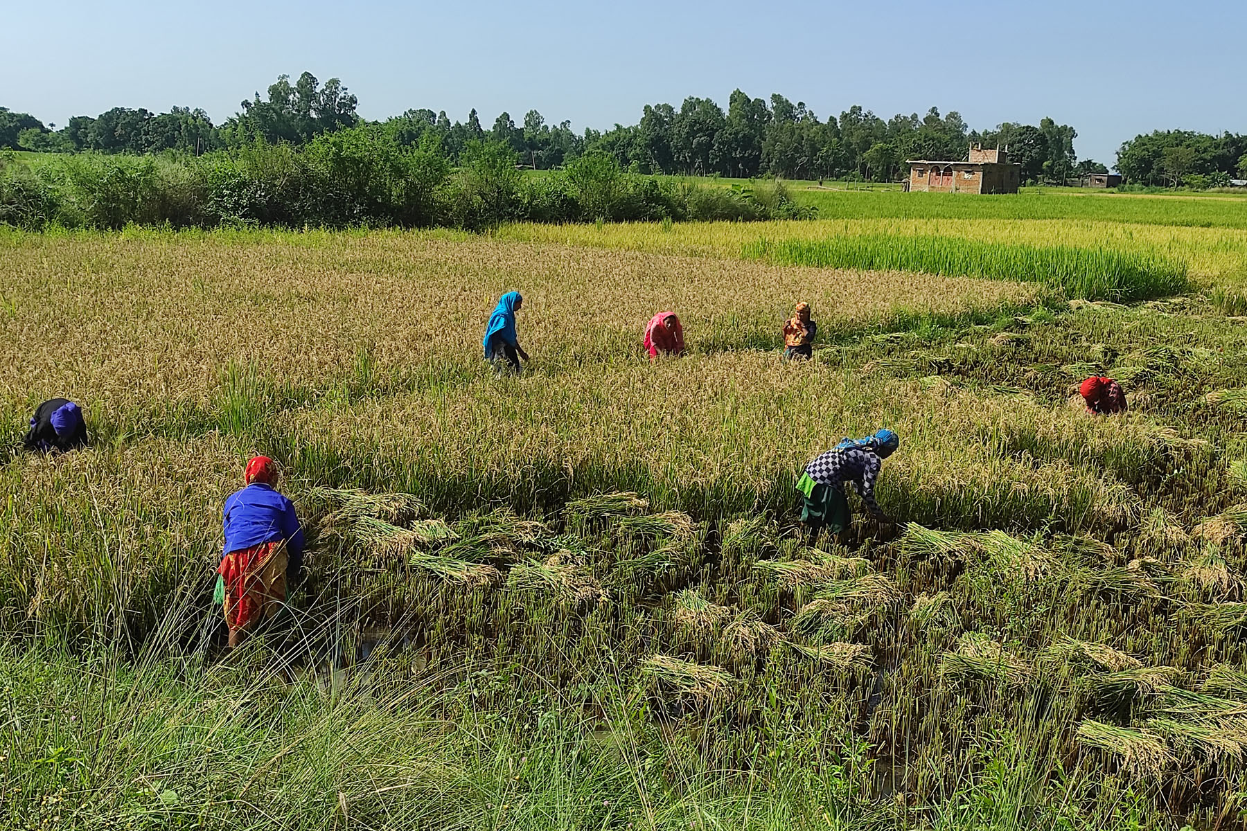 खेतबारीमा हालिदैन प्राङ्गारिक मल, भकारी अट्ने फल्दैन अन्न