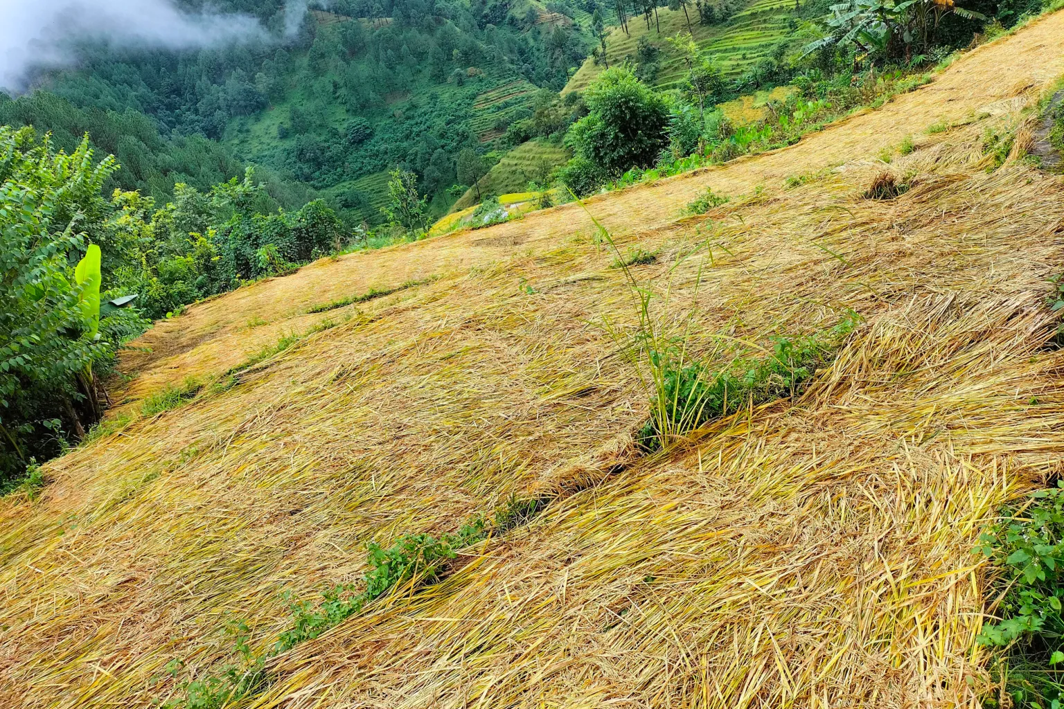 बेमौसमी वर्षाले धान उत्पादन घट्ने चिन्ता