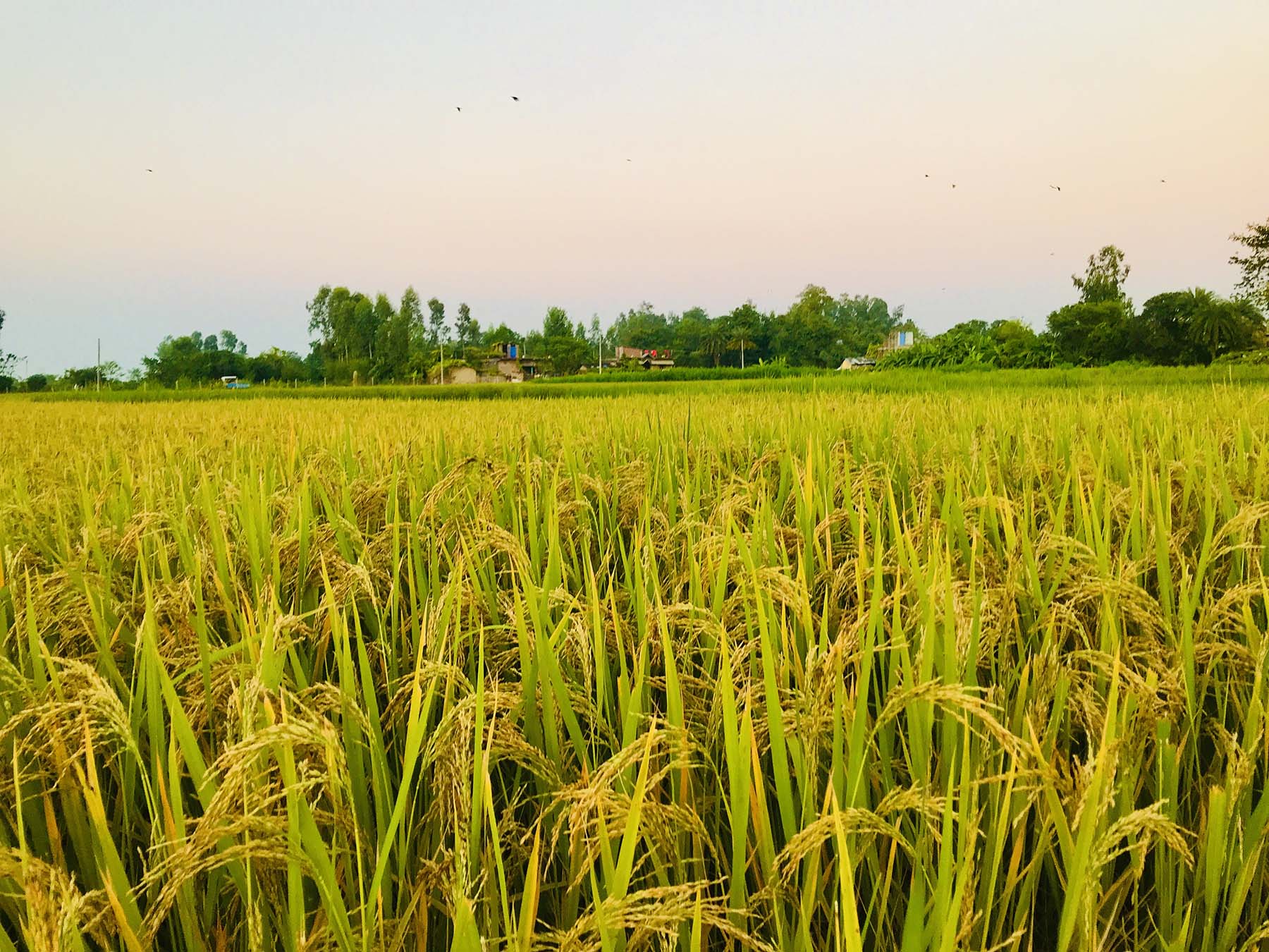धानबाली भित्र्याउन भ्याइनभ्याइ