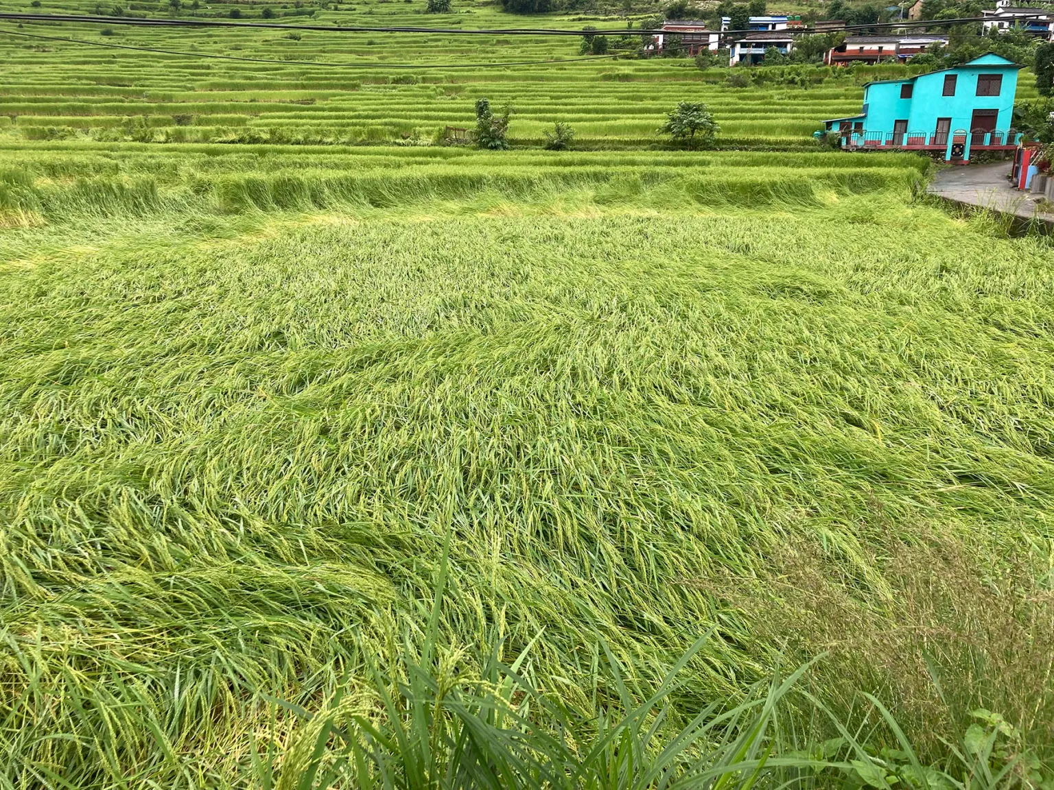 ‘किसानको पीडा सरकारले  सुन्दैन’