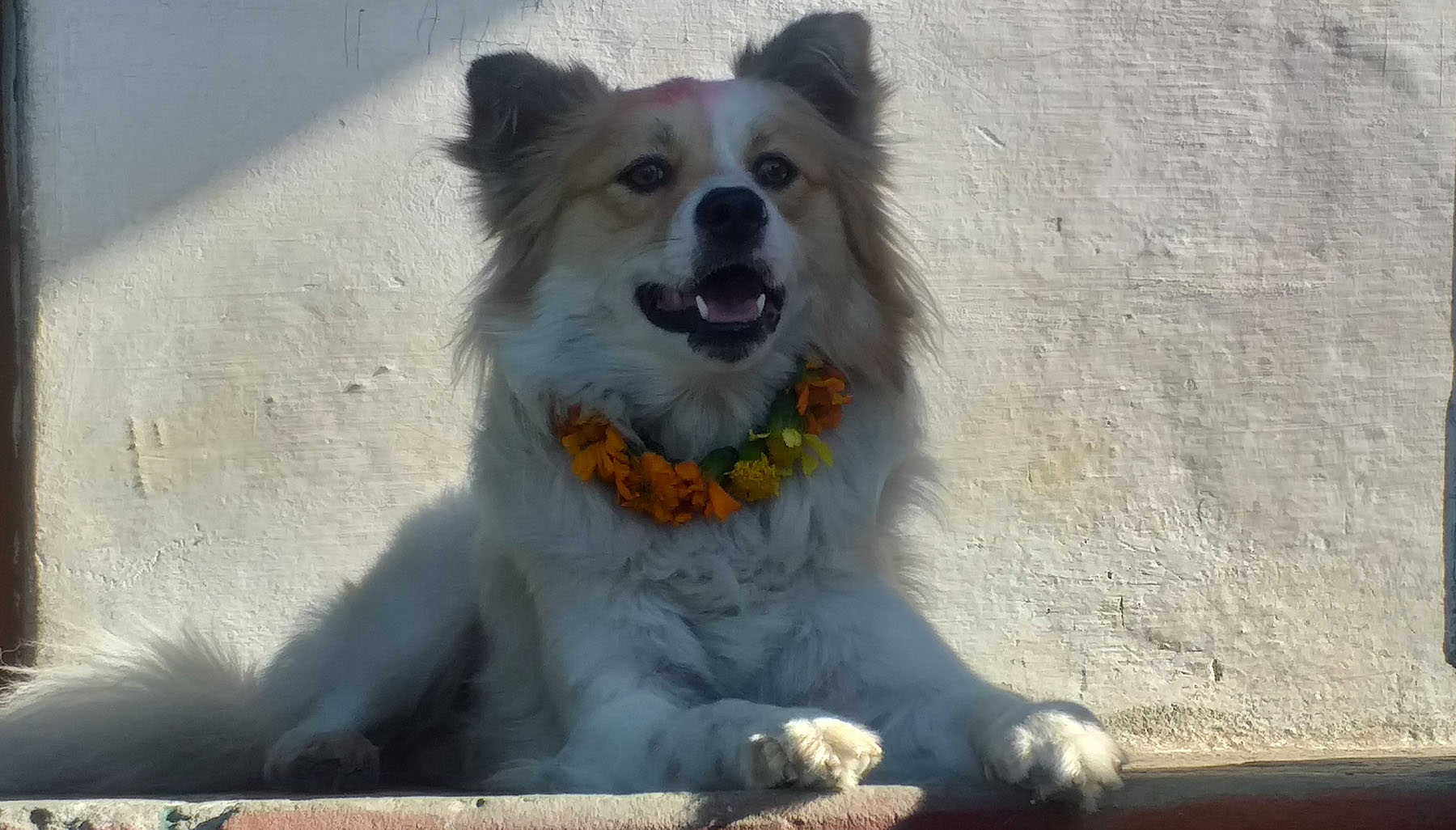 मीठो खानेकुरा खान दिएर मनाइयो कुकुर तिहार
