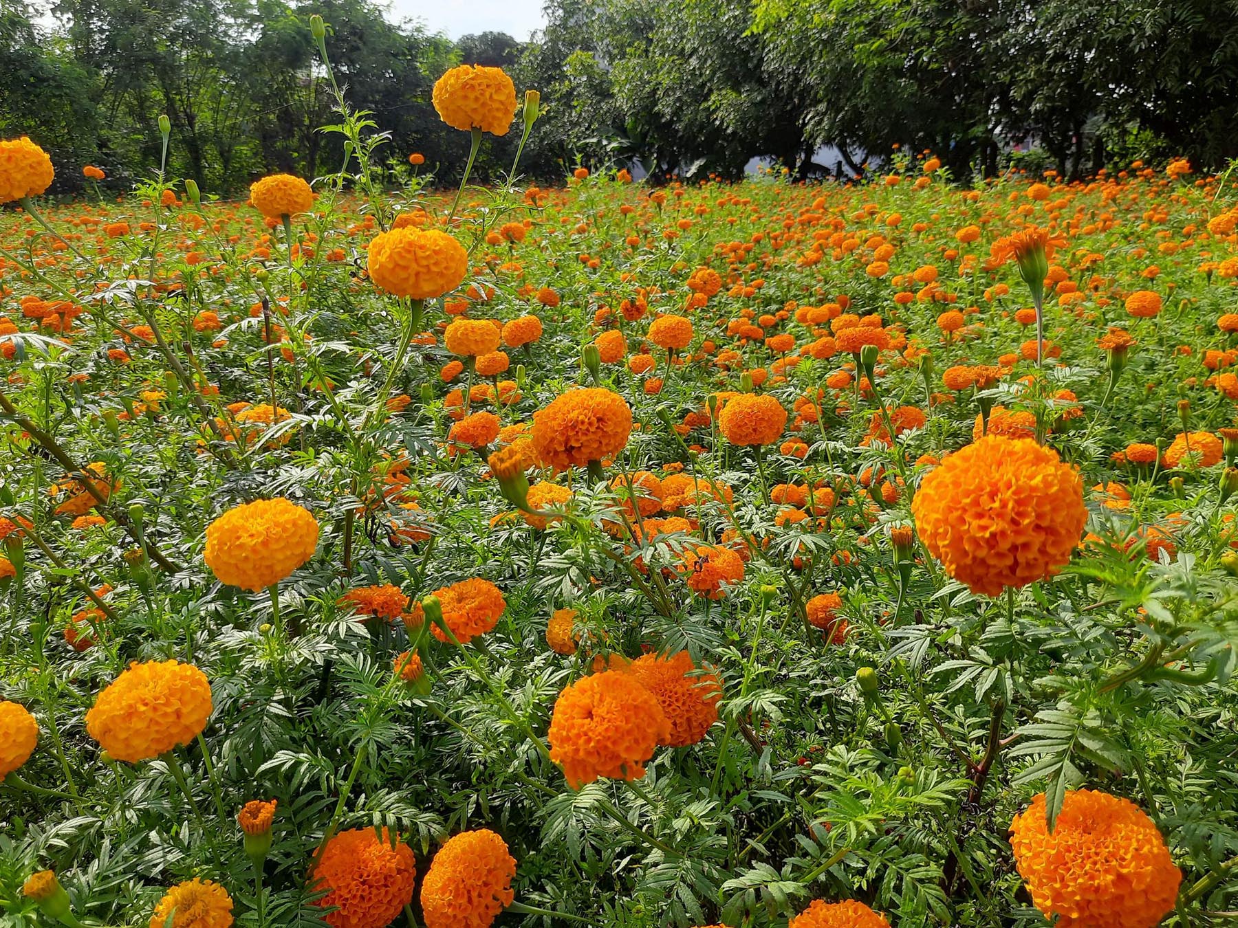 समयमा फूल नफुल्दा भारतबाट धरानमा दुई लाख तयारी माला भित्र्याइयो