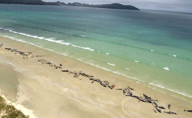 477 whales die in ‘heartbreaking’ New Zealand strandings