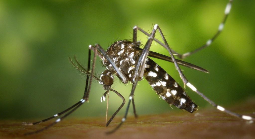 चितवनमा डेङ्गु सङ्क्रमित दुई हजार नाघे