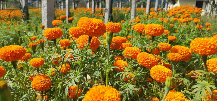 सयपत्री बिक्री गरेरै आठ लाख आम्दानी