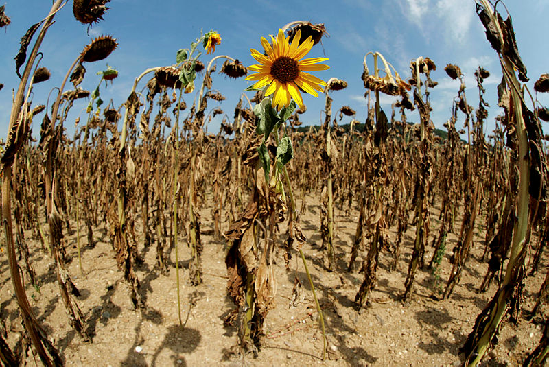 15,000 killed by hot weather in Europe in 2022: WHO