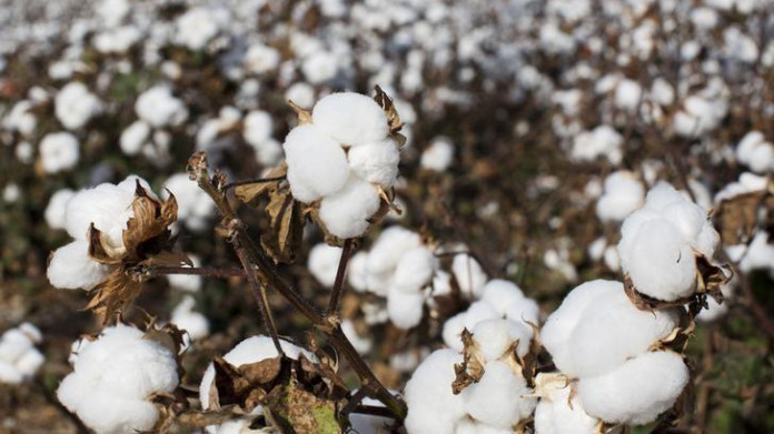 Bangladesh aims to increase cotton production fie folds by 2030