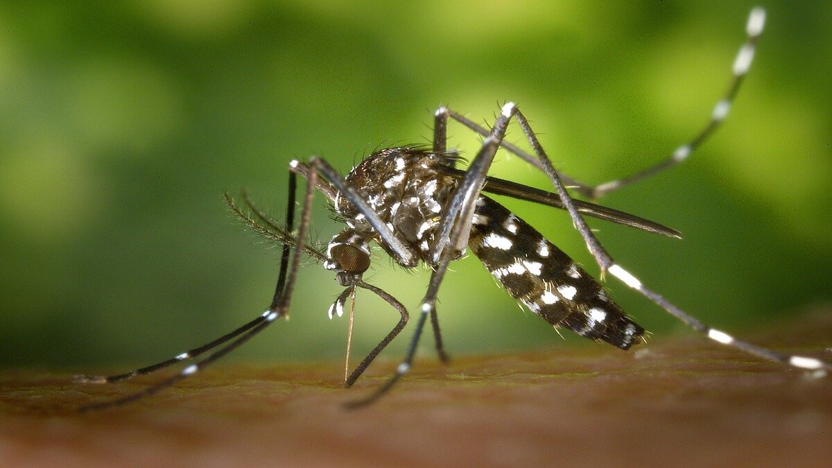 डेङ्गुका बिरामी बढे