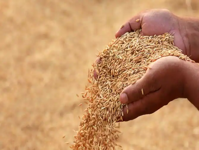खाद्यले धान खरिदका लागि लगायो काँटा
