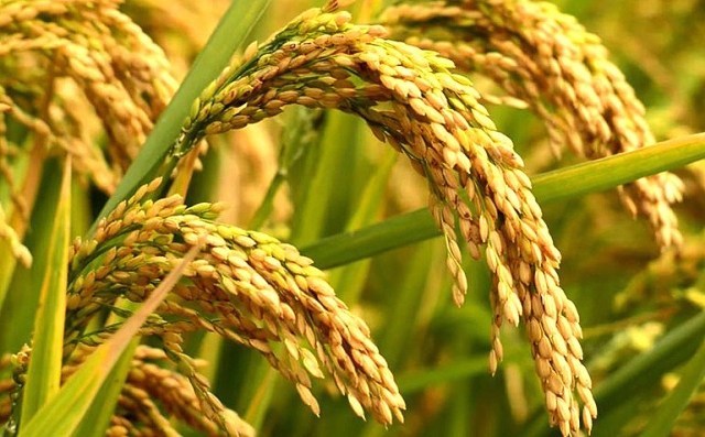 बागलुङमा धान उत्पादन घट्यो