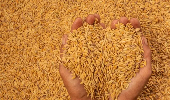 कैलालीमा धान खरिद सुरु