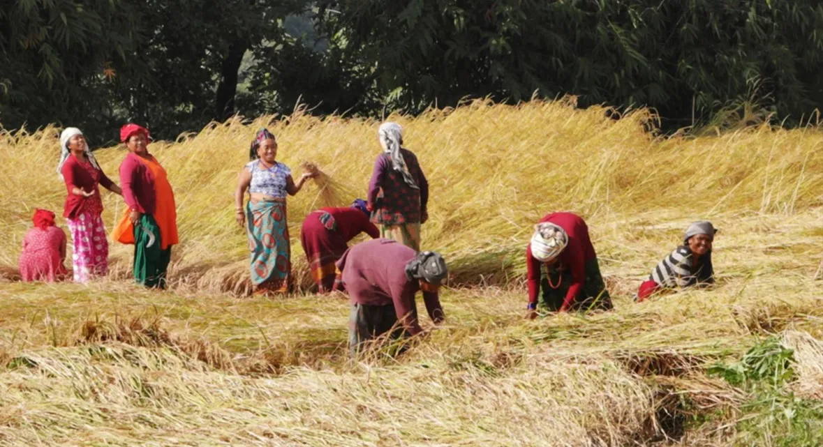 भित्र्याउने बेलाको वर्षाले धान उत्पादनमा कमी