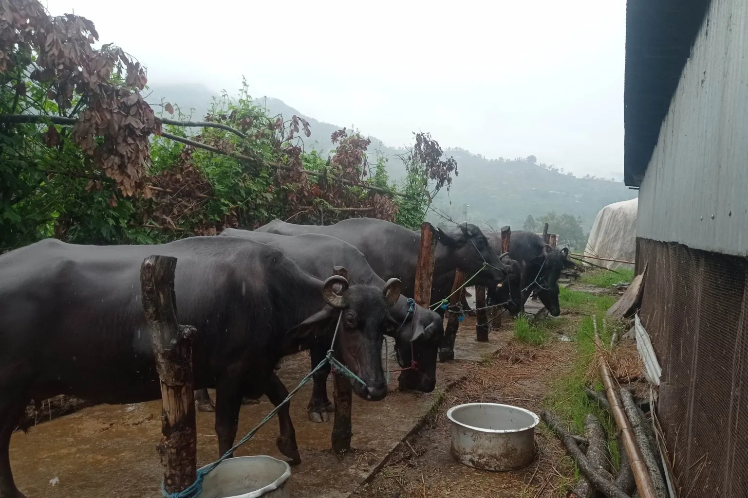 दार्चुलामा लोप हुनथाले भैँसी