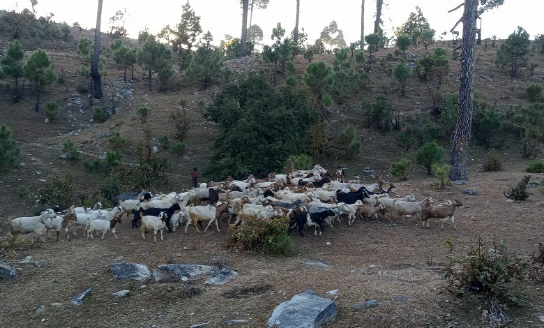 पुँगरमै बाख्रा पालनबाट मनग्य आम्दानी