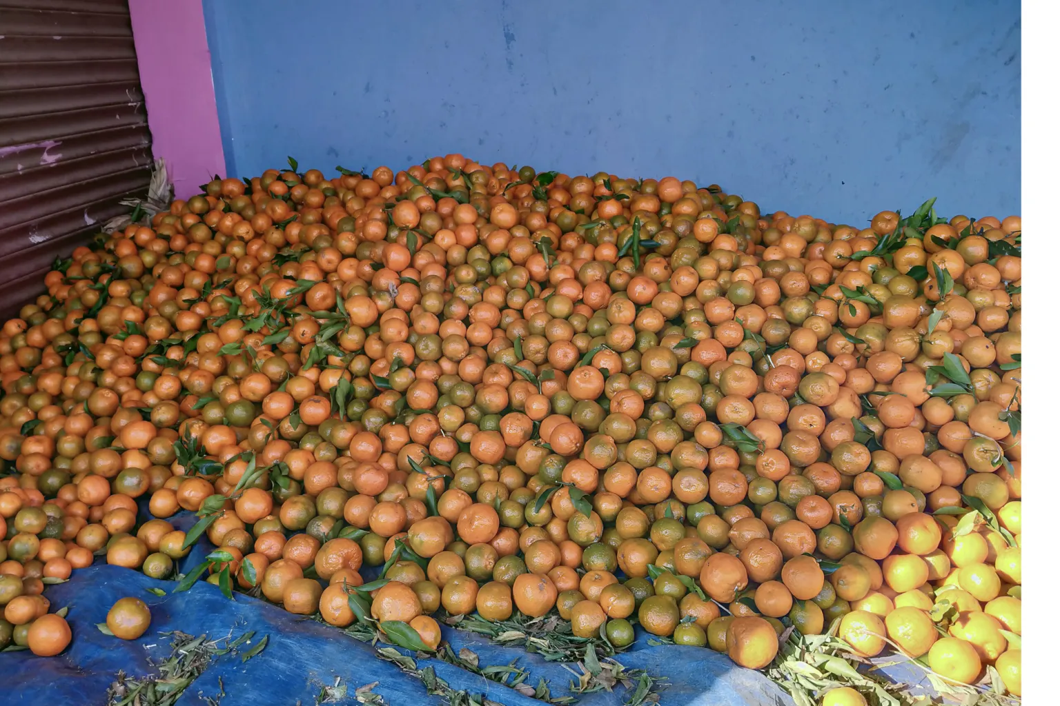 भोजपुरमा सुन्तला उत्पादनमा वृद्धि