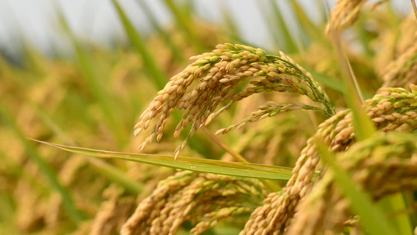 गण्डकी प्रदेश : धान उत्पादन घट्यो