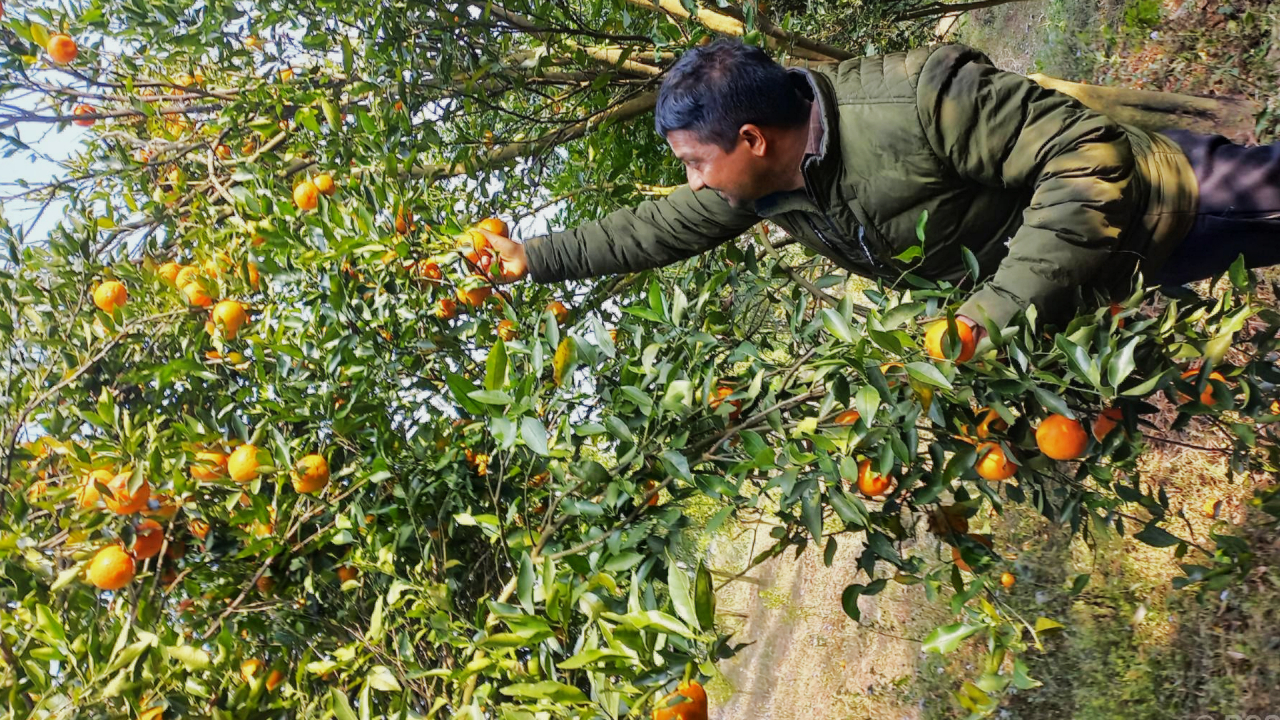 प्रविधियुक्त सुन्तला बगैँचा व्यवस्थापनले किसानमा उत्साह