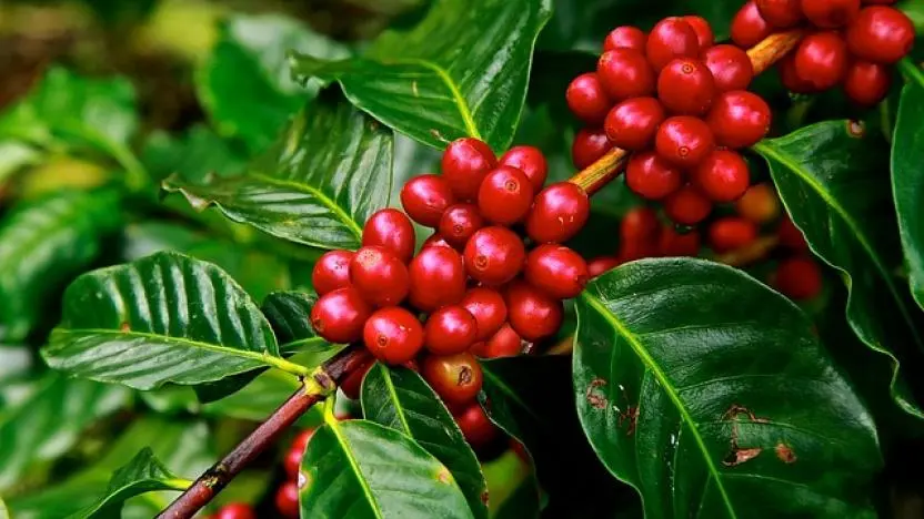 मकै र गहुँको सट्टा कफी खेती